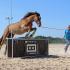 A Young Equestrianâ€™s Dream Come True: Extreme Mustang Makeover